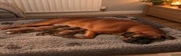 Boxer dogs for sale: Beautiful Bobtailed Boxer puppies - Advert 2
