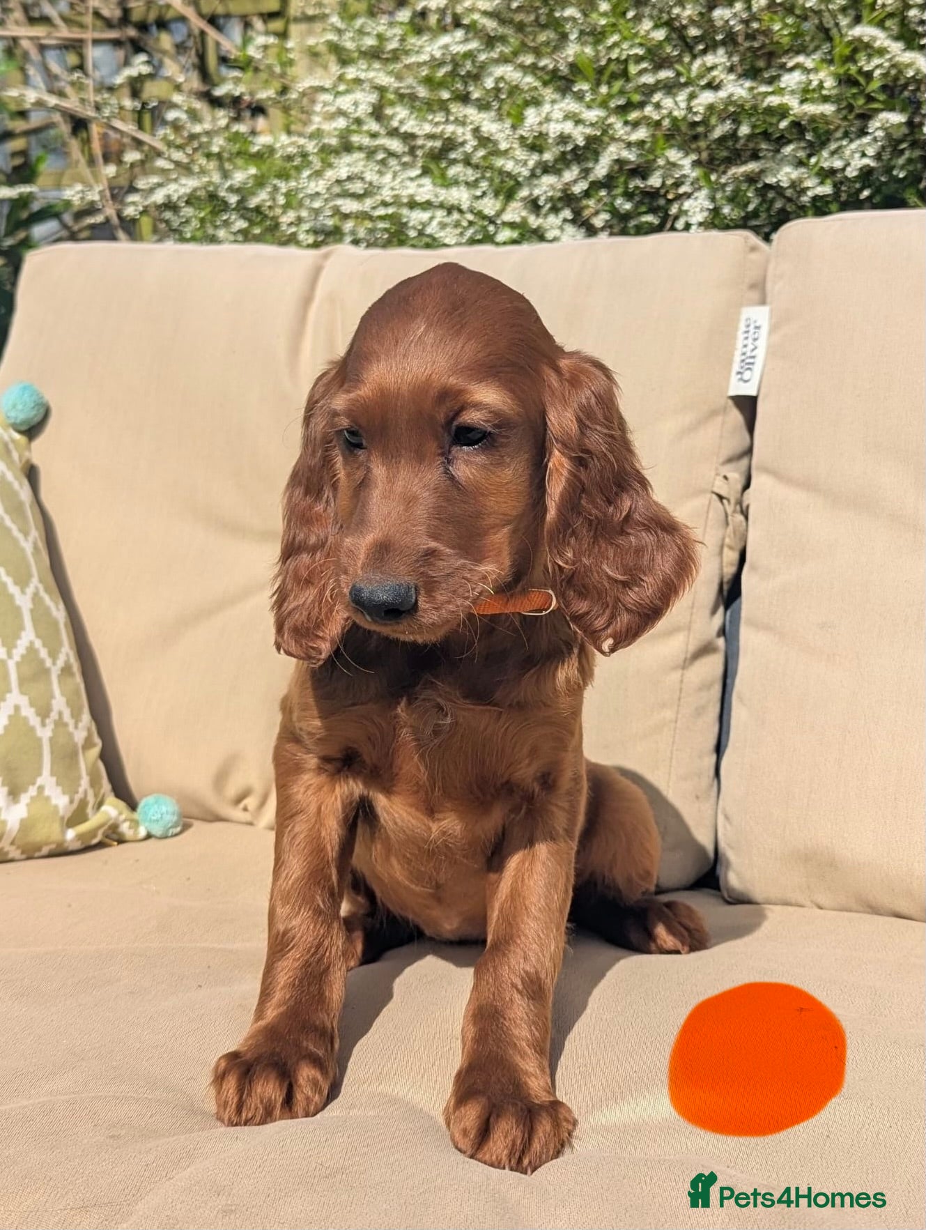Irish Setter dogs KC registered Irish Setter Puppies  - Advert 2