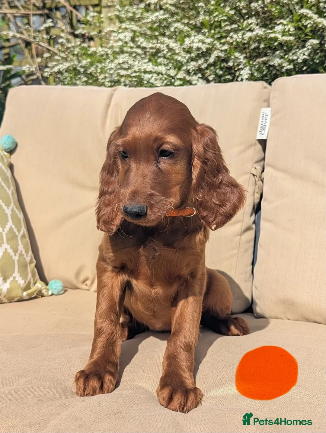 Irish Setter dogs for sale: KC registered Irish Setter Puppies  - Advert 2