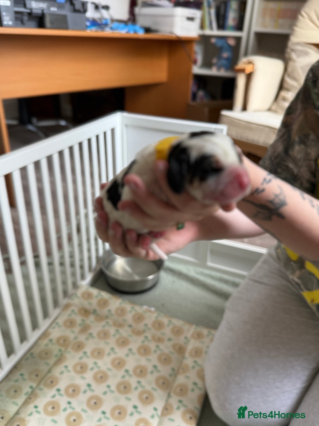 Basset Hound dogs for sale: Beautiful Basset Hound Puppies  - Image 22