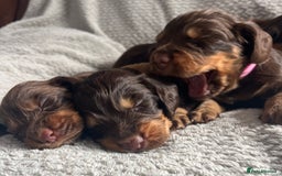 Cocker Spaniel dogs for sale: Extensively Health tested/KC REG Cocker Puppies - Image 6