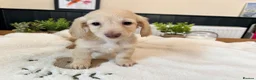 Miniature Dachshund dogs for sale: (3left, ready) Long haired miniature Dachshund  - Advert 26