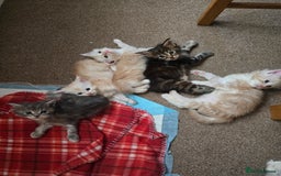 Maine Coon cats for sale: Beautiful Maine Coon kittens  - Image 7