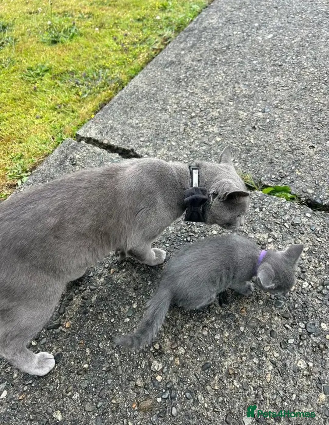 Russian Blue cats for sale: Precious healthy Russian Blues for great stay - Advert 7