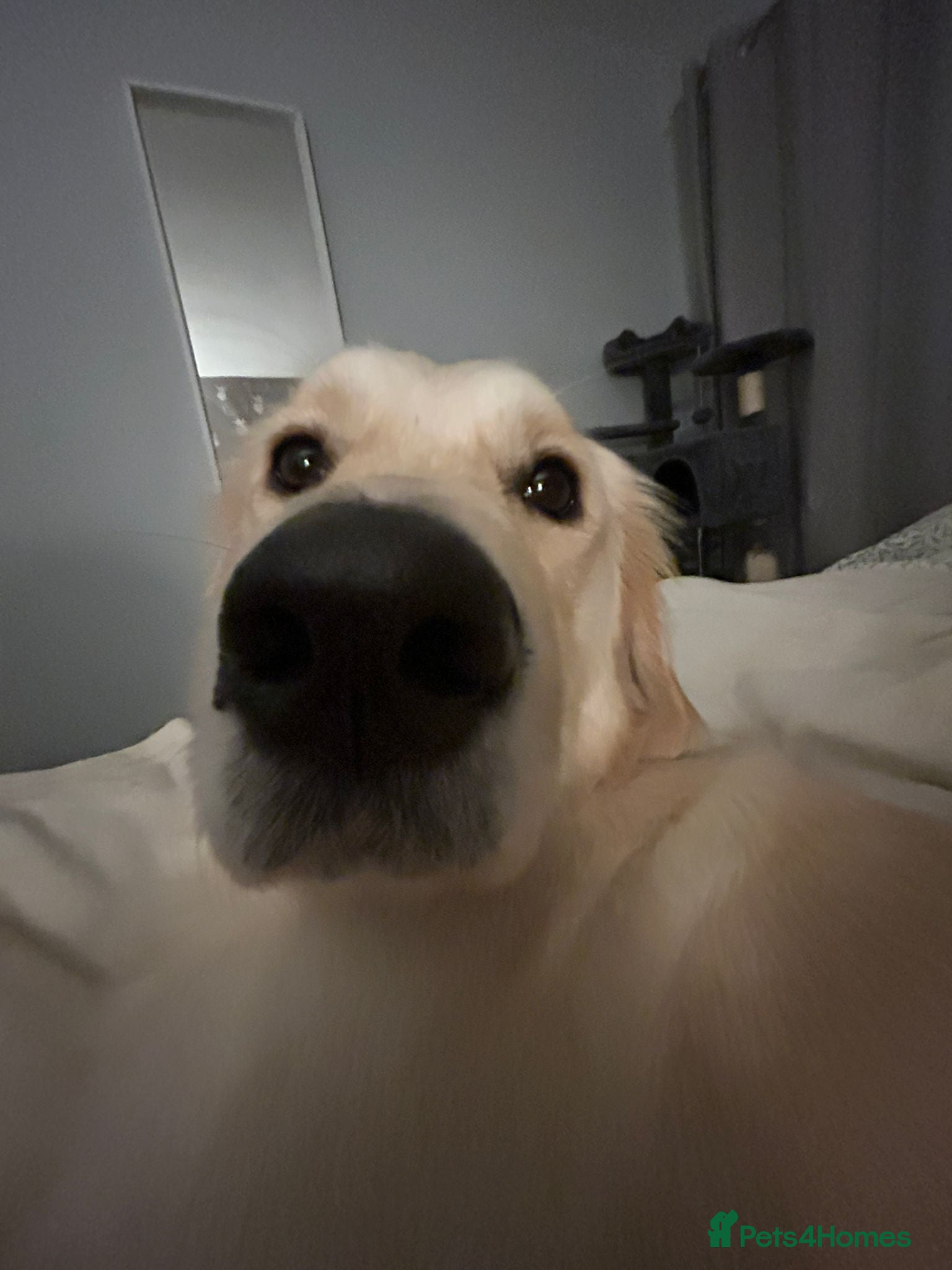 Golden Retriever dogs Golden Retriever - Millie - Advert 2