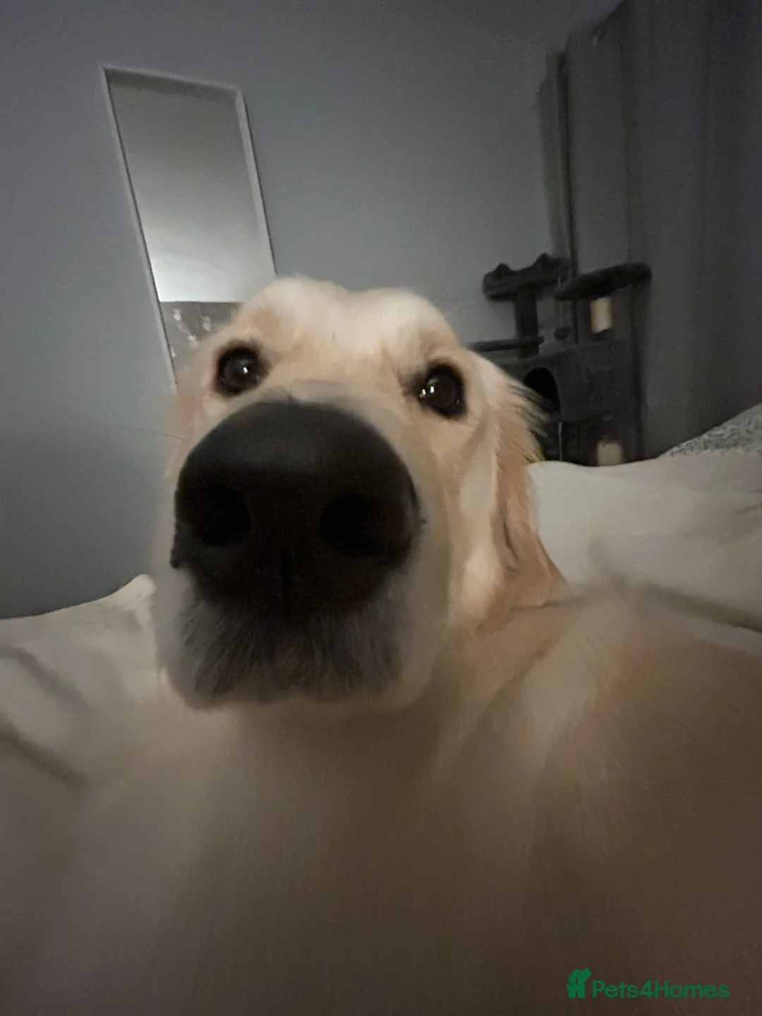 Golden Retriever dogs for sale: Golden Retriever - Millie - Advert 1