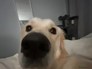 Golden Retriever dogs Golden Retriever - Millie - Advert 1