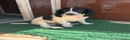 Cocker Spaniel dogs for sale: Health tested parents Fully Vaccinated  - Advert 6