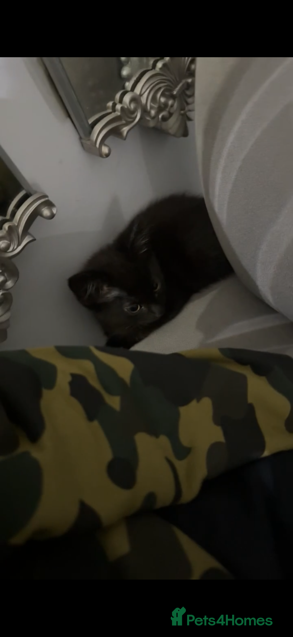 Mixed Breed cats 10 week old male kitten - Advert 1