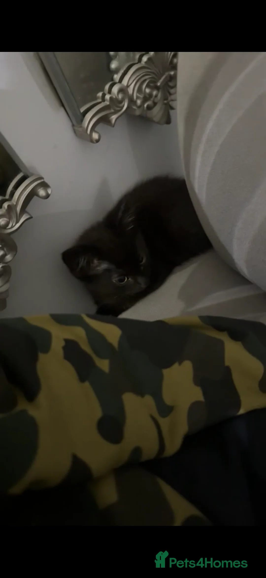 Mixed Breed cats for sale: 10 week old male kitten in St Albans - Advert 1