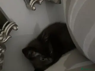 Mixed Breed cats 10 week old male kitten - Advert 18