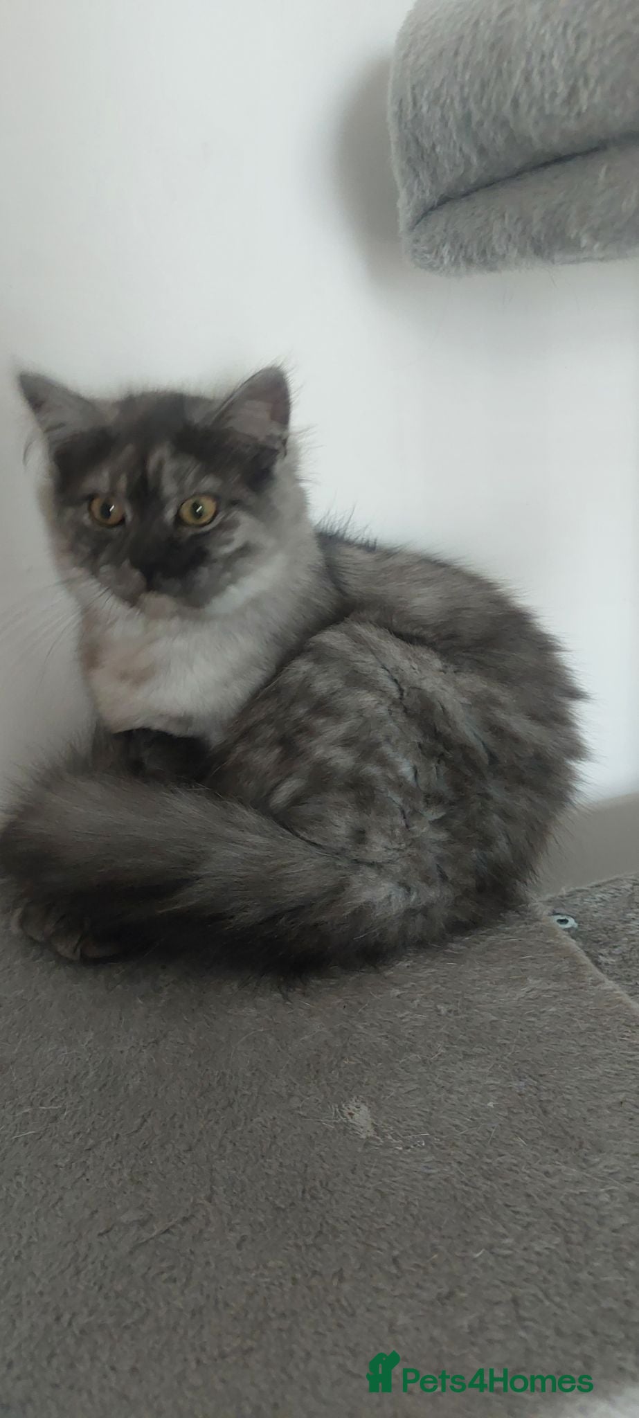 British Longhair cats Smoke british longhair female - Advert 16