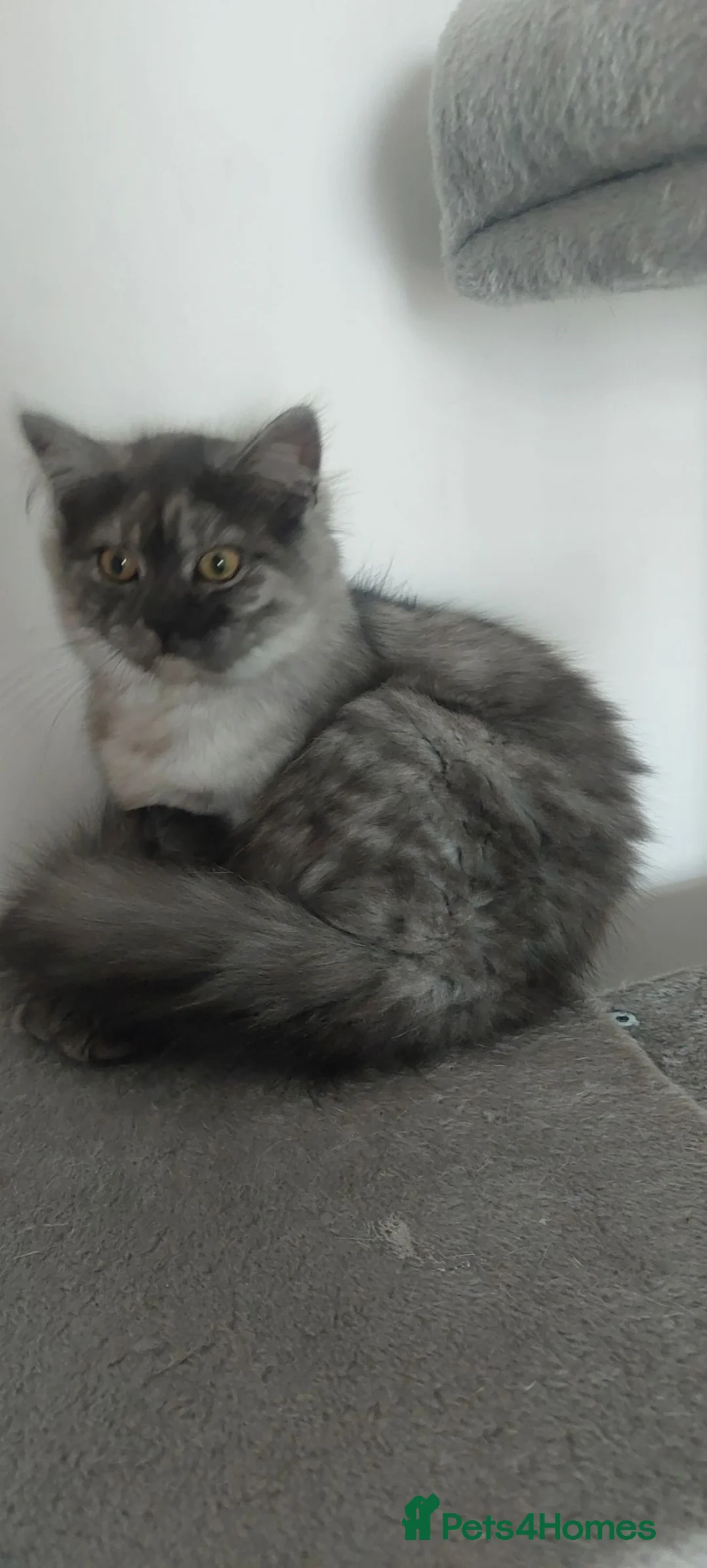 British Longhair cats for sale: Smoke british longhair female - Advert 1