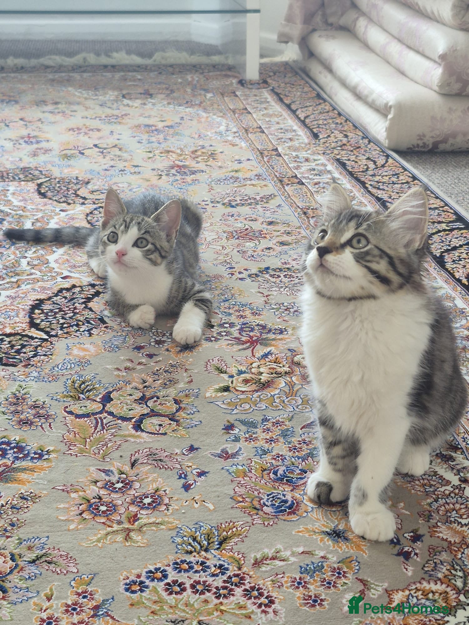British Shorthair cats for sale: Tabby short hair kittens  - Advert 5