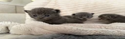 Scottish Fold cats for sale: 8 Beautiful blue Scottish folds  - Advert 10