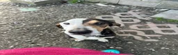 Mixed Breed dogs for adoption: Simba - Advert 5