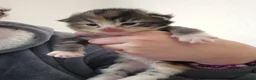 Maine Coon cats for sale: Half maincoone kittens - Advert 6