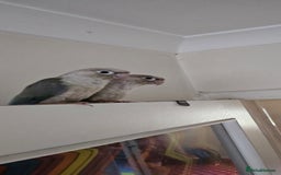 Conures birds for sale: Male and femalle conure...6 months - Image 2