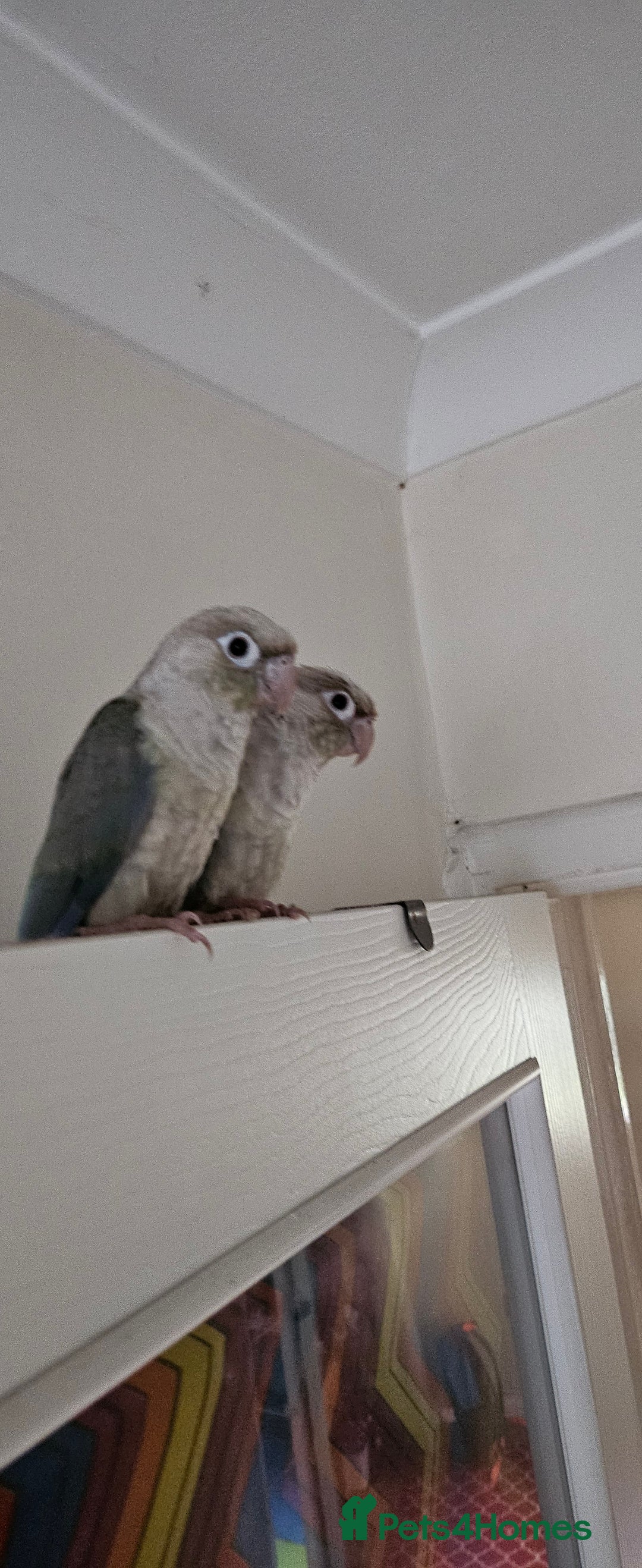 Conures birds for sale: Male and femalle conure...6 months - Image 2