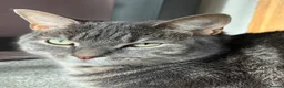 Russian Blue cats for sale: Adorable 2 year old tabby cat - Advert 7