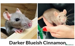 Rat rodents for sale: Well Handled Friendly Baby Top Ear Rats  - Image 2