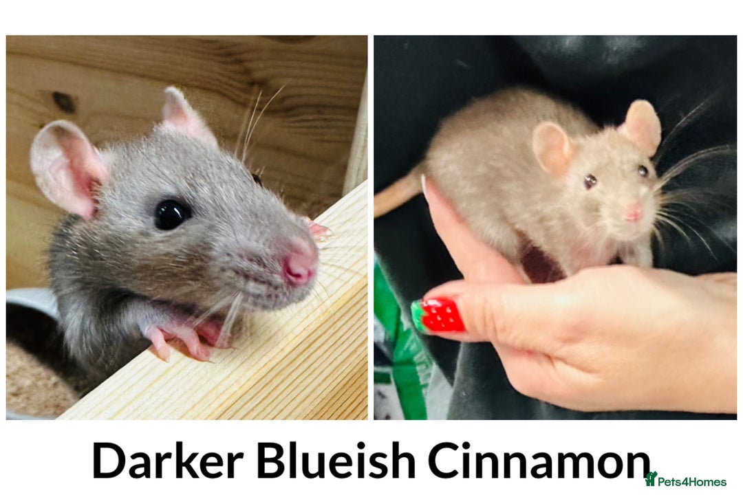 Rat rodents for sale: Well Handled Friendly Baby Top Ear Rats  - Image 2