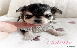 Chihuahua dogs for sale: KC rare husky marking chihuahua puppies Thai lines - Image 36