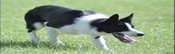 Border Collie dogs for sale: Handsome smooth coated border collie pups in Builth Wells - Advert 12