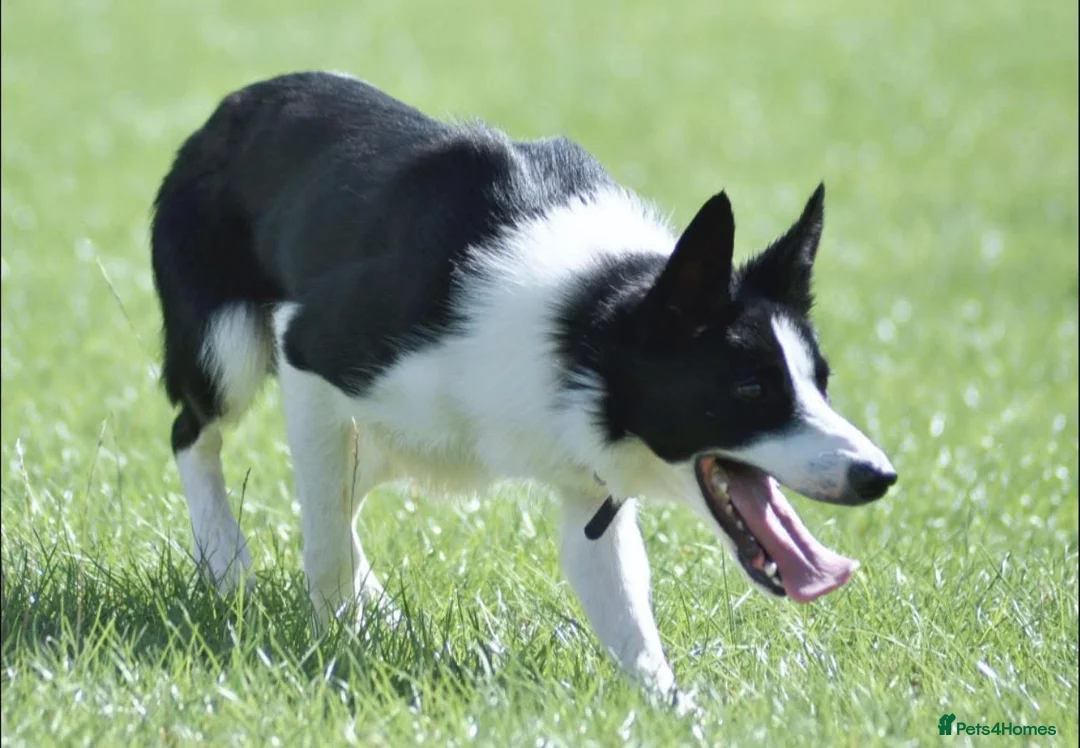 Border Collie dogs for sale: Handsome smooth coated border collie pups in Builth Wells - Advert 12