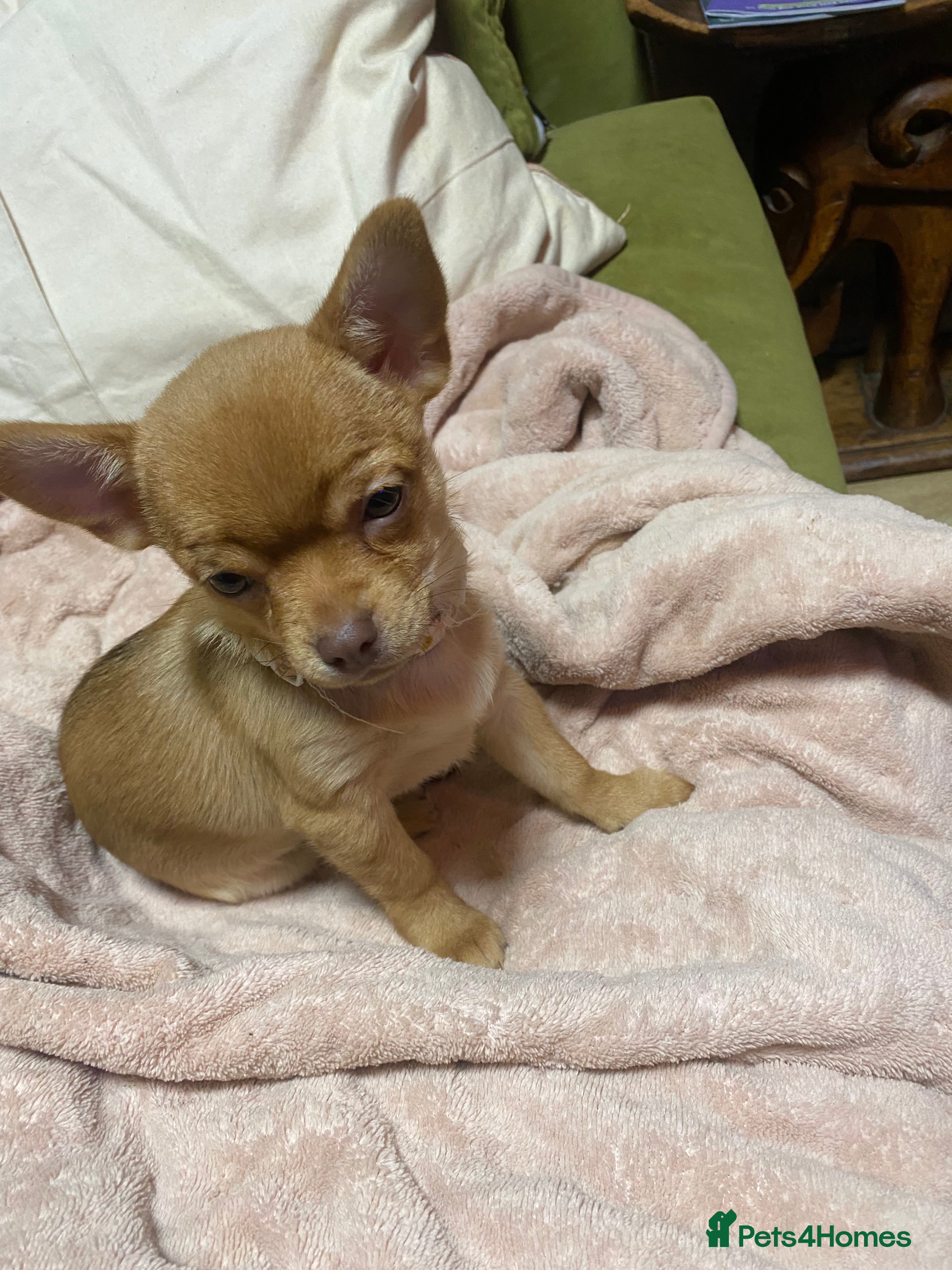 Chorkie dogs Chorkies Chihuahua/ Yorkshire terrier cross   - Advert 9