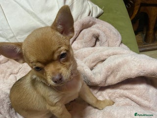 Chorkie dogs Chorkies Chihuahua/ Yorkshire terrier cross - Advert 9