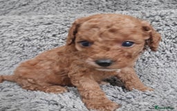 Cavapoo dogs for sale: Cavapoos pups amazing coulers  - Image 9