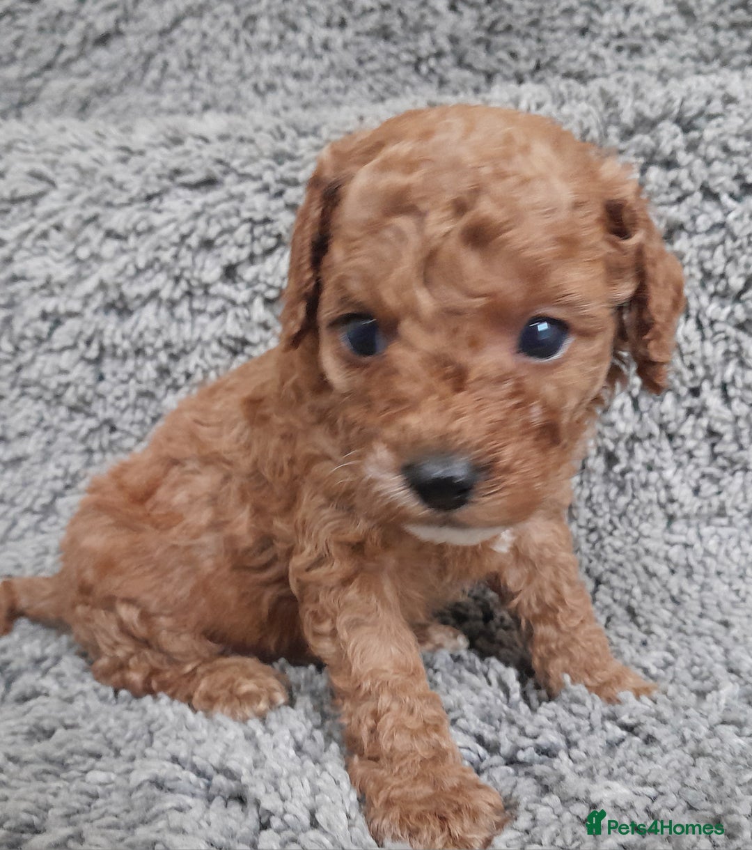 Cavapoo dogs for sale: Cavapoos pups amazing coulers  - Image 9