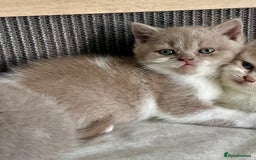 British Shorthair cats for sale: Champion Sired x2 Female BSH Kittens - Image 2