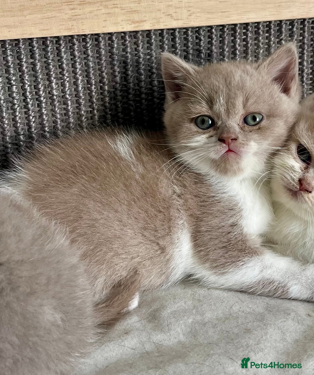 British Shorthair cats for sale: Champion Sired x2 Female BSH Kittens - Image 2