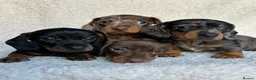 Miniature Dachshund dogs for sale: Smooth haired Dachshund puppies. - Advert 7