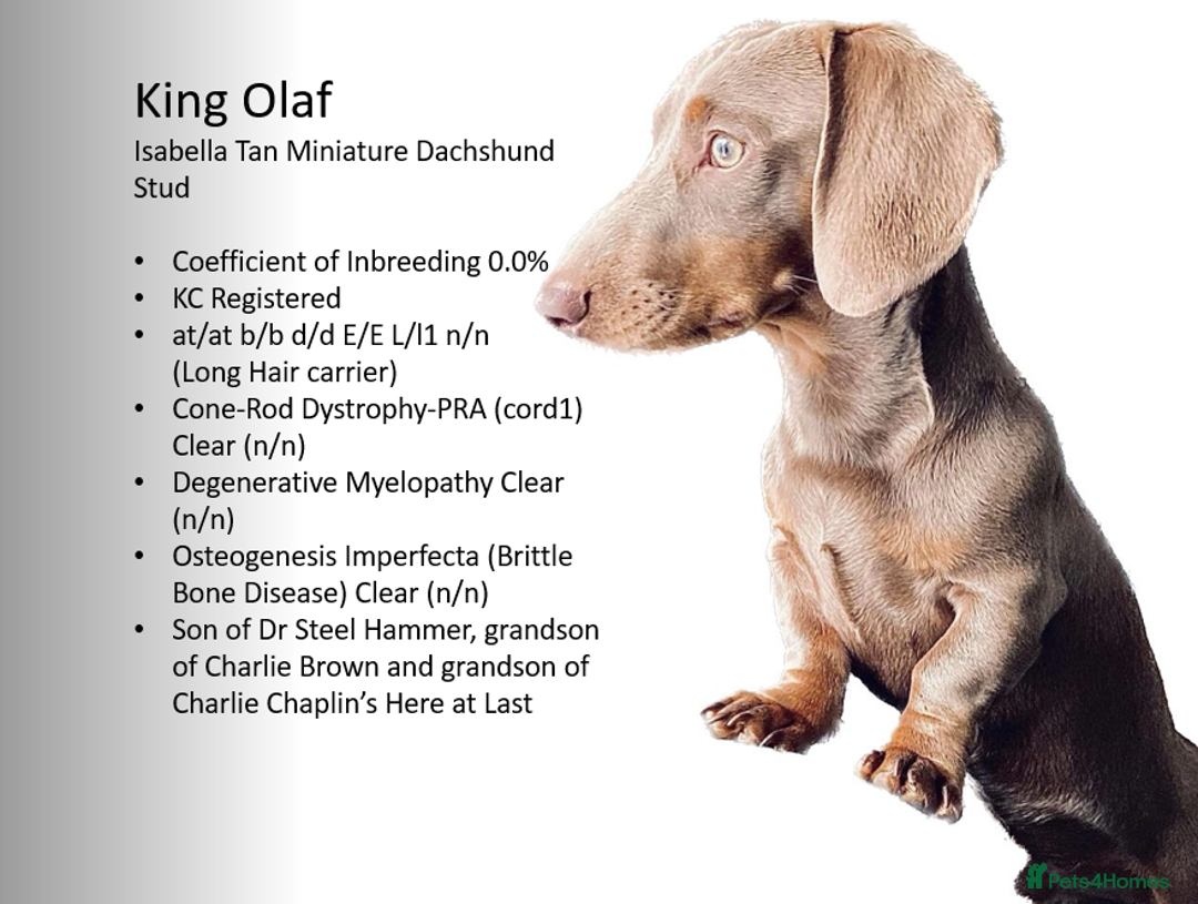 Miniature Dachshund dogs for stud: KCReg PRA,OI,DM Clear COI 0.0% Miniature Dachshund in Gunnislake - Advert 3