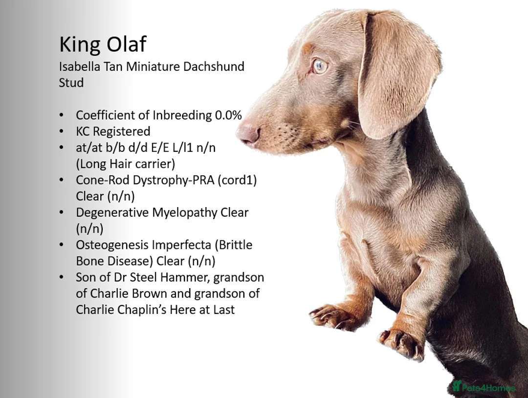 Miniature Dachshund dogs for stud: KCReg PRA,OI,DM Clear COI 0.0% Miniature Dachshund in Gunnislake - Advert 3