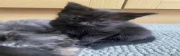 Mixed Breed cats for sale: Adorable 11-week-old boy ready for a new home  - Advert 7