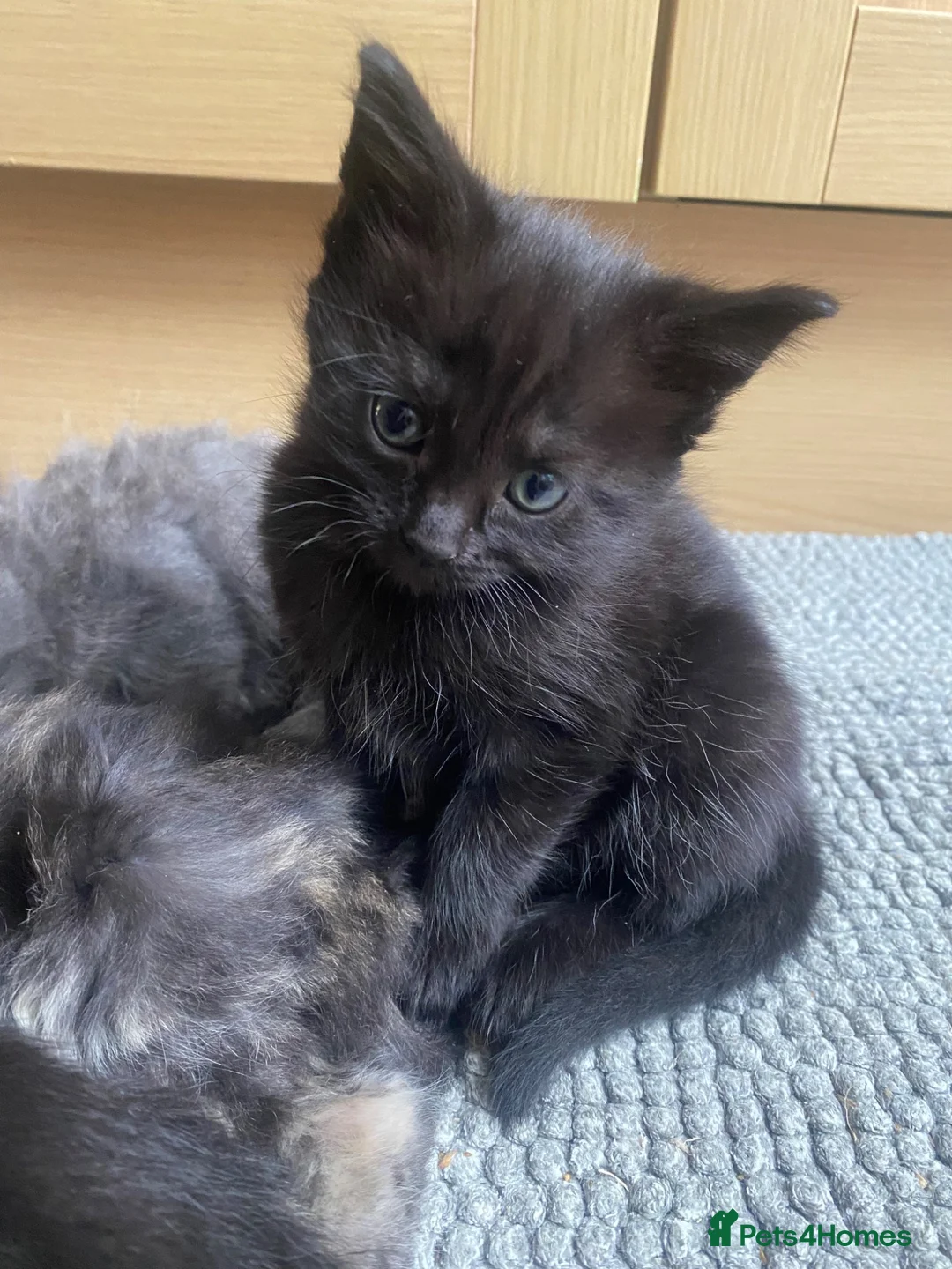 Mixed Breed cats for sale: Adorable 11-week-old boy ready for a new home  - Advert 7