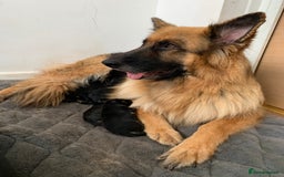 German Shepherd dogs for sale: Long-Medium hair pure bred German Shepherds 🇩🇪 - Image 4