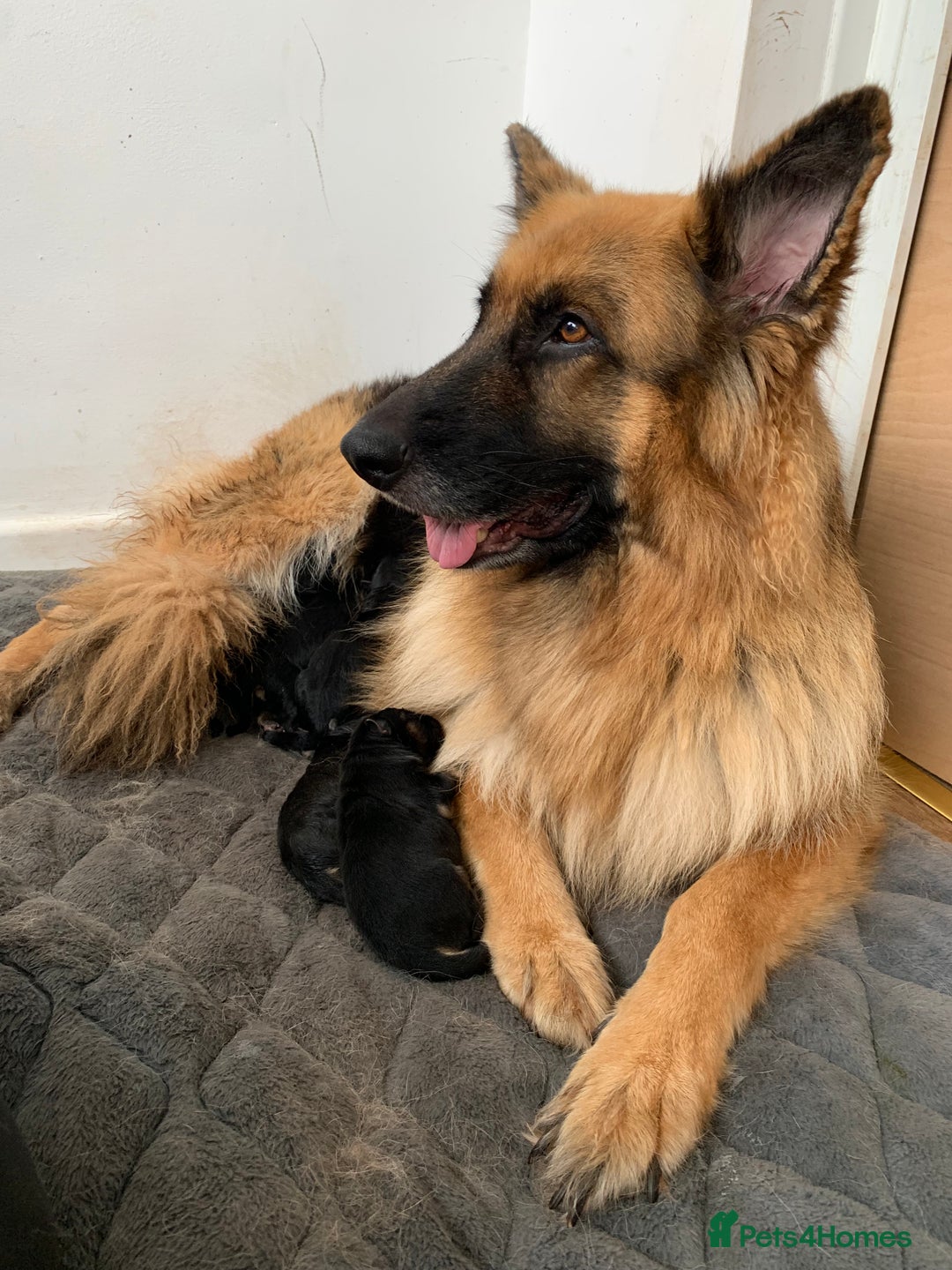 German Shepherd dogs for sale: Long-Medium hair pure bred German Shepherds 🇩🇪 - Image 4