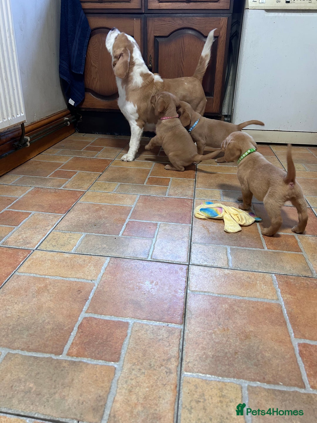 Mixed Breed dogs for sale: BEAUTIFUL GOLDEN BEAGADOR PUPPIES! - Advert 7