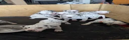 Dalmatian dogs for sale: Dalmatian puppies  in Newry - Advert 9