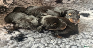 Miniature Dachshund dogs - Advert 3