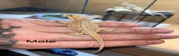 Bearded Dragon reptiles for sale: Friendly baby bearded dragons - Advert 6