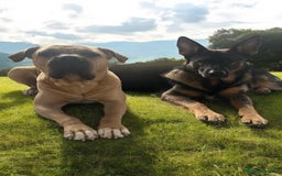 Mixed Breed dogs for sale: Bullmastiff Shepherd Hybrid  - Image 6