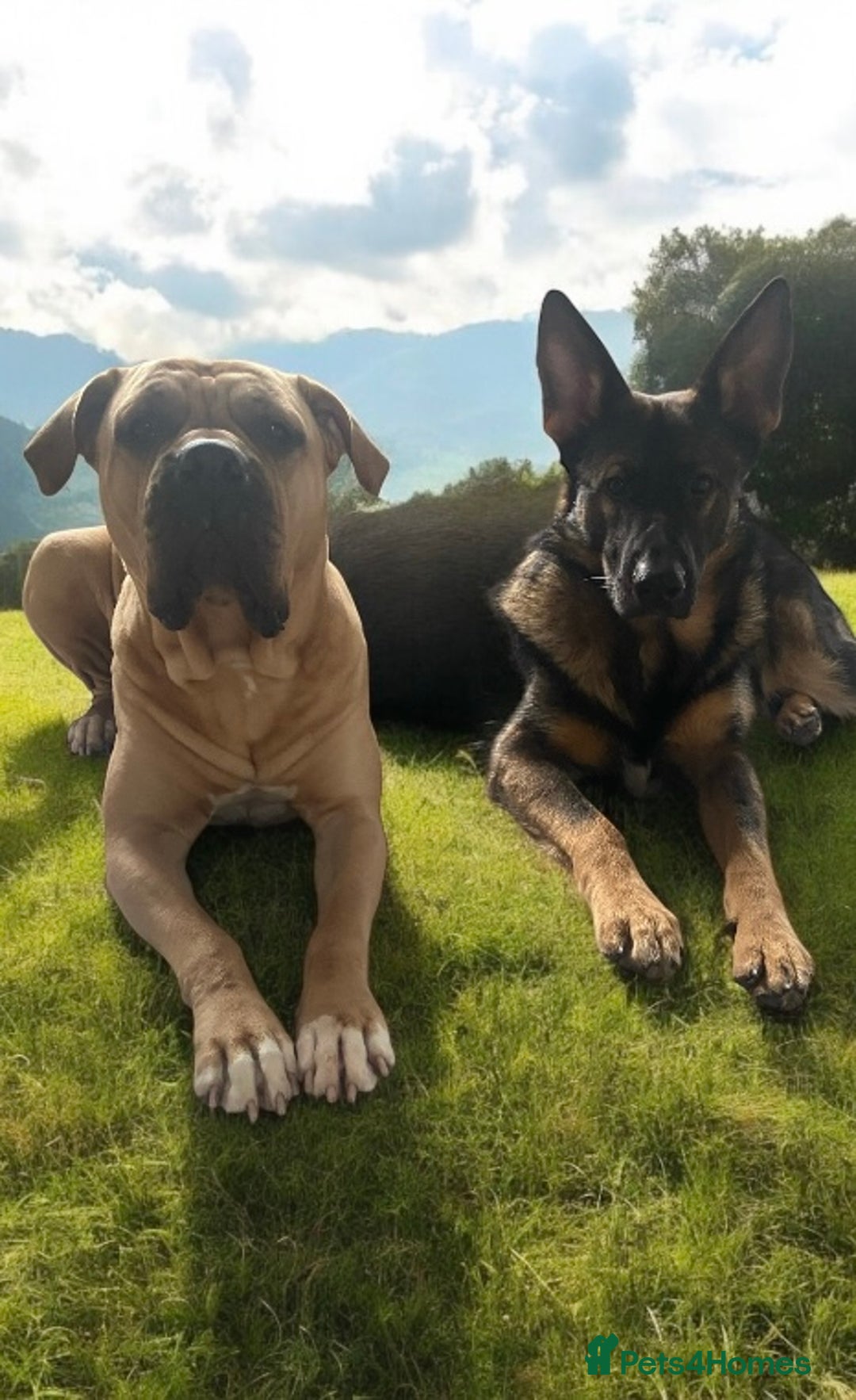 Mixed Breed dogs for sale: Bullmastiff Shepherd Hybrid  - Image 6