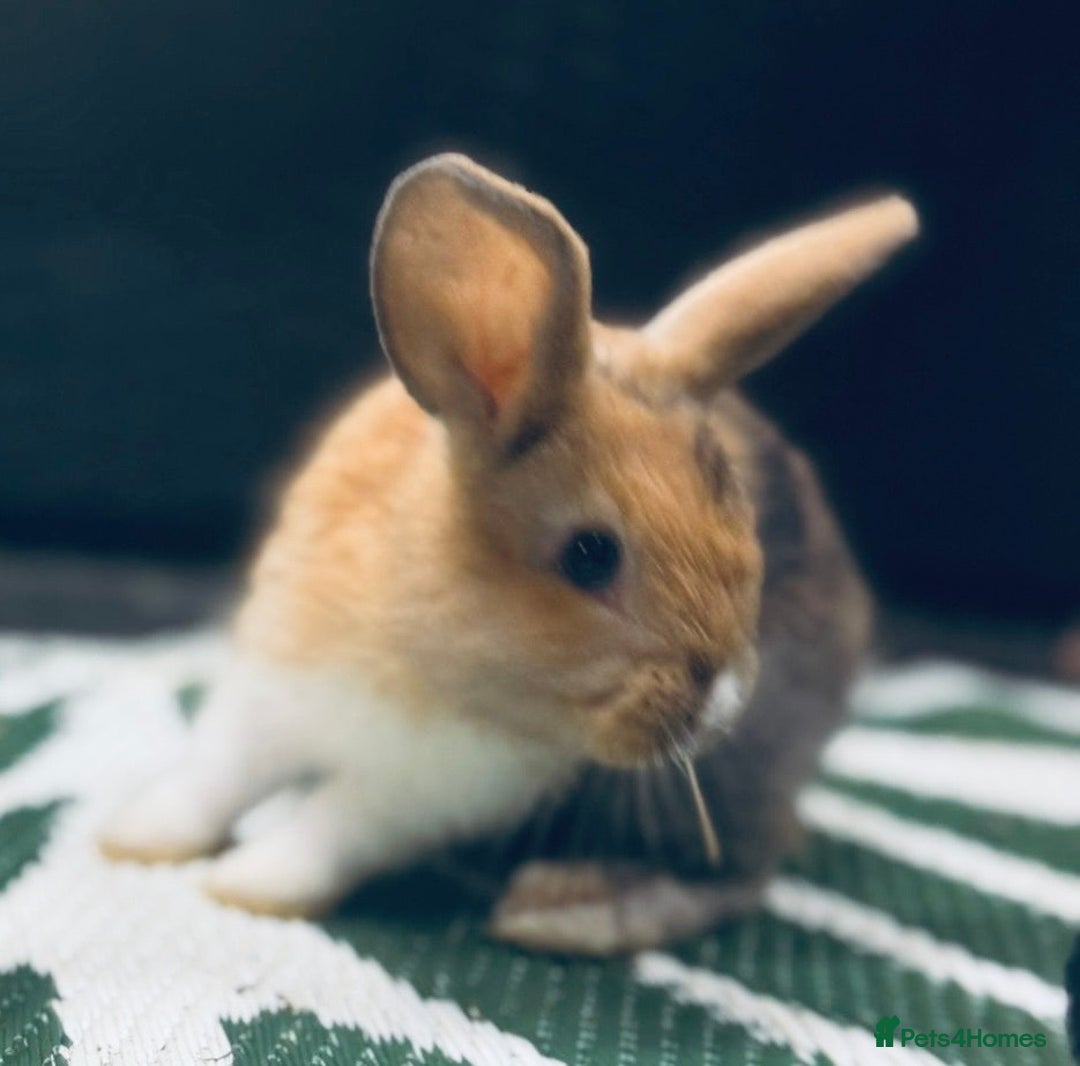 Mini Lop rabbits for sale: Mini Lops & H/LopxLion nearly7w Read description) - Image 21