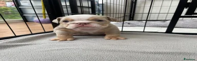 English Bulldog Puppy 3 lilac Merl
